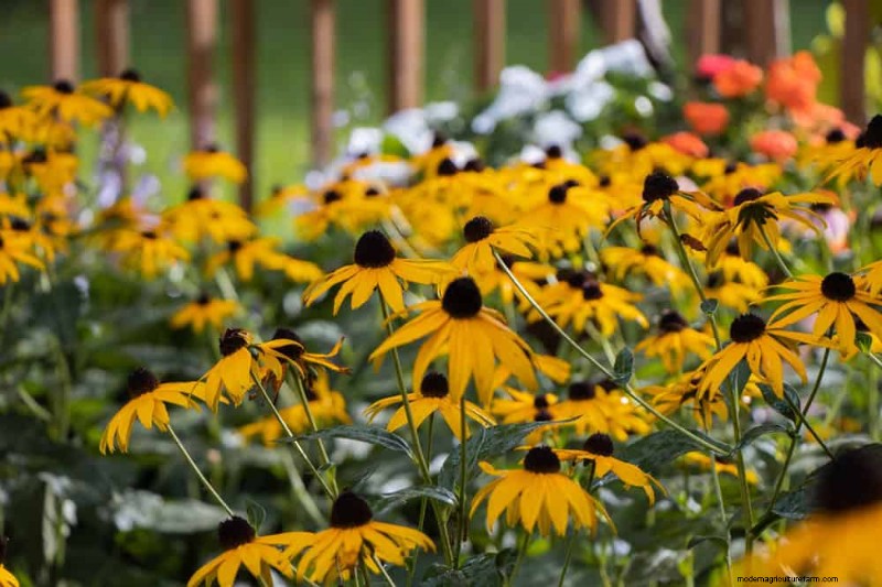 Perenes tolerantes à seca:25 melhores opções para jardins que economizam água 