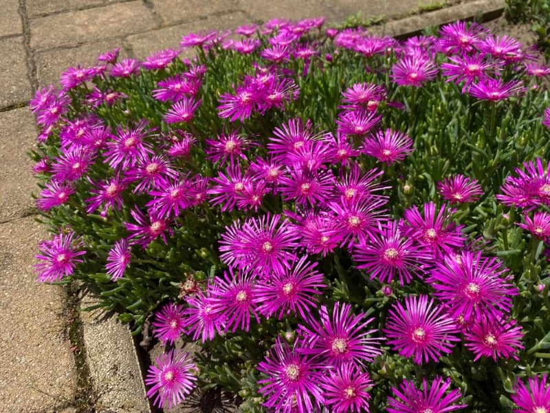 Perenes tolerantes à seca:25 melhores opções para jardins que economizam água 