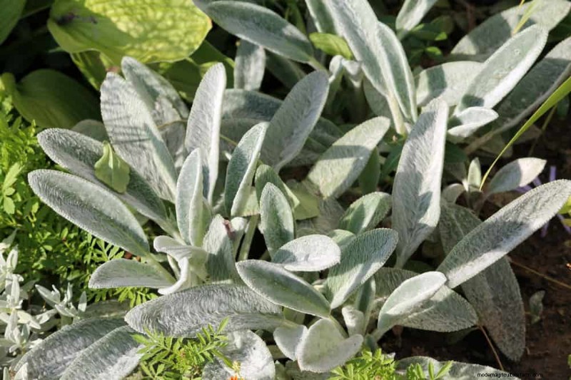 Perenes tolerantes à seca:25 melhores opções para jardins que economizam água 