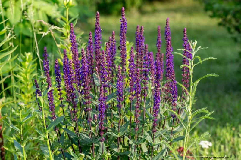 Perenes tolerantes à seca:25 melhores opções para jardins que economizam água 