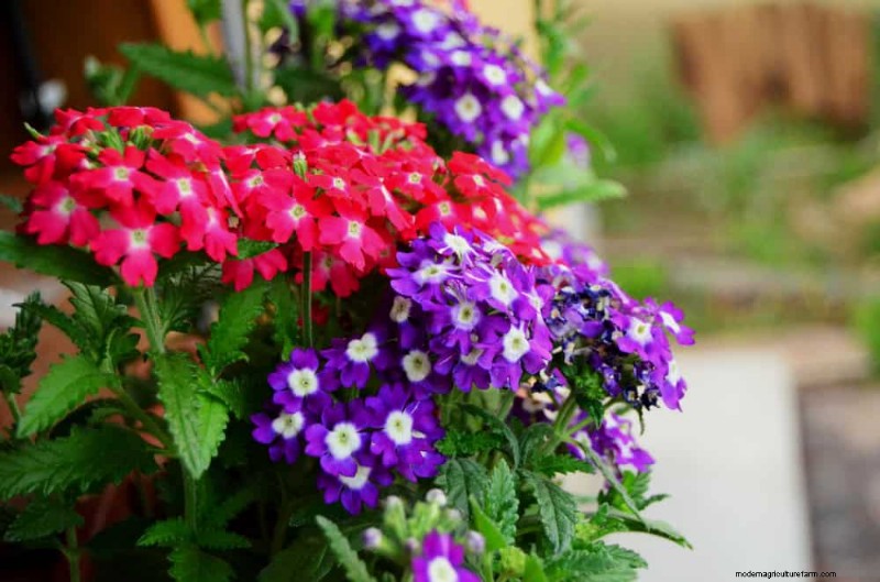 Perenes tolerantes à seca:25 melhores opções para jardins que economizam água 