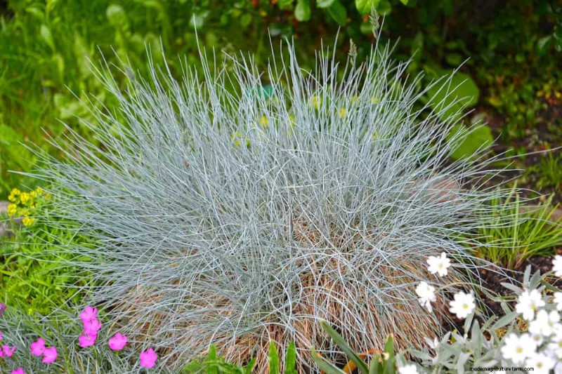 Perenes tolerantes à seca:25 melhores opções para jardins que economizam água 