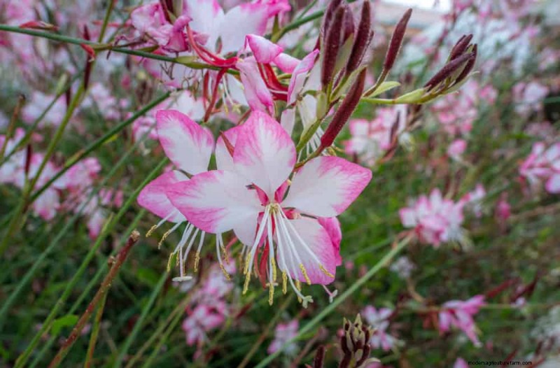 Perenes tolerantes à seca:25 melhores opções para jardins que economizam água 