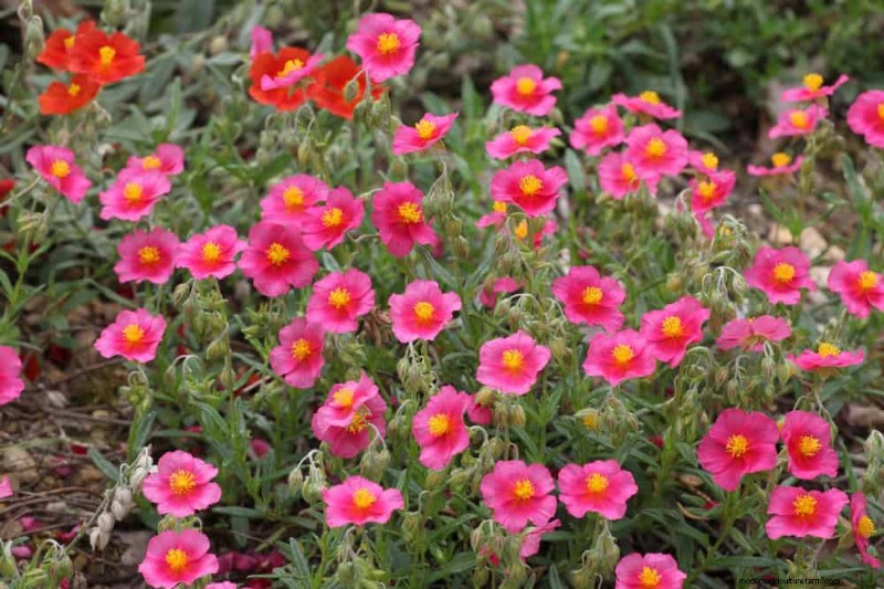 Perenes tolerantes à seca:25 melhores opções para jardins que economizam água 