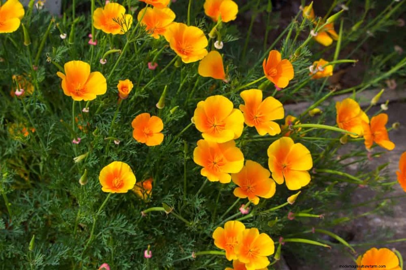 Perenes tolerantes à seca:25 melhores opções para jardins que economizam água 