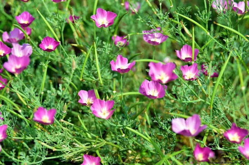 Perenes tolerantes à seca:25 melhores opções para jardins que economizam água 