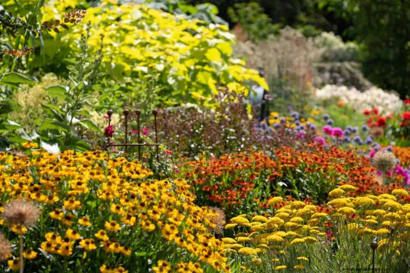 Perenes tolerantes à seca:25 melhores opções para jardins que economizam água 