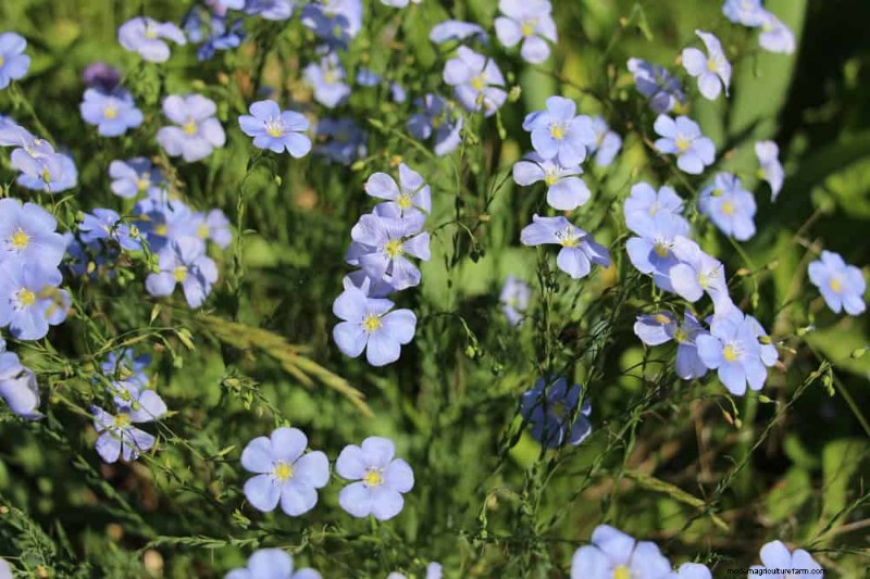 Perenes tolerantes à seca:25 melhores opções para jardins que economizam água 