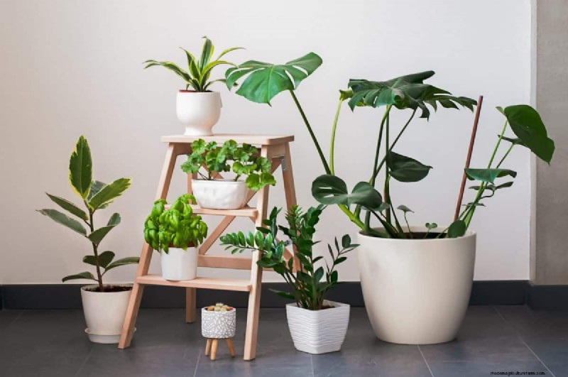 Versnel de groei van kamerplanten:20 bewezen tips voor snellere resultaten 