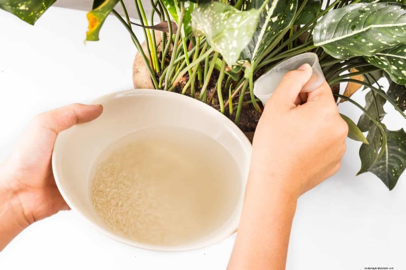 Versnel de groei van kamerplanten:20 bewezen tips voor snellere resultaten 