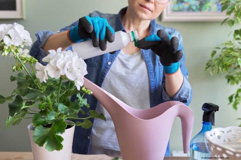 Versnel de groei van kamerplanten:20 bewezen tips voor snellere resultaten 