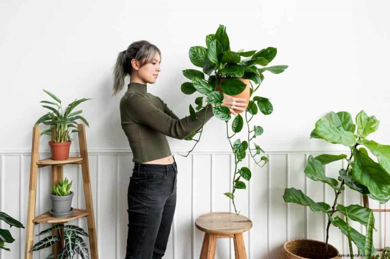 Versnel de groei van kamerplanten:20 bewezen tips voor snellere resultaten 