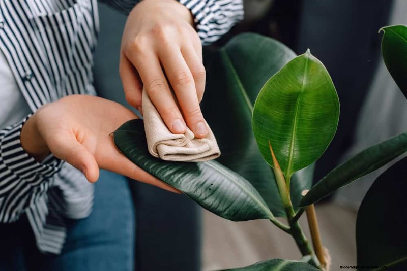 Versnel de groei van kamerplanten:20 bewezen tips voor snellere resultaten 