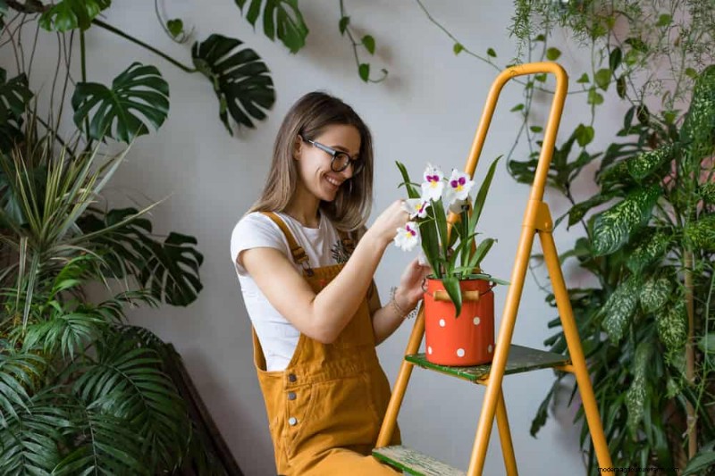 Versnel de groei van kamerplanten:20 bewezen tips voor snellere resultaten 