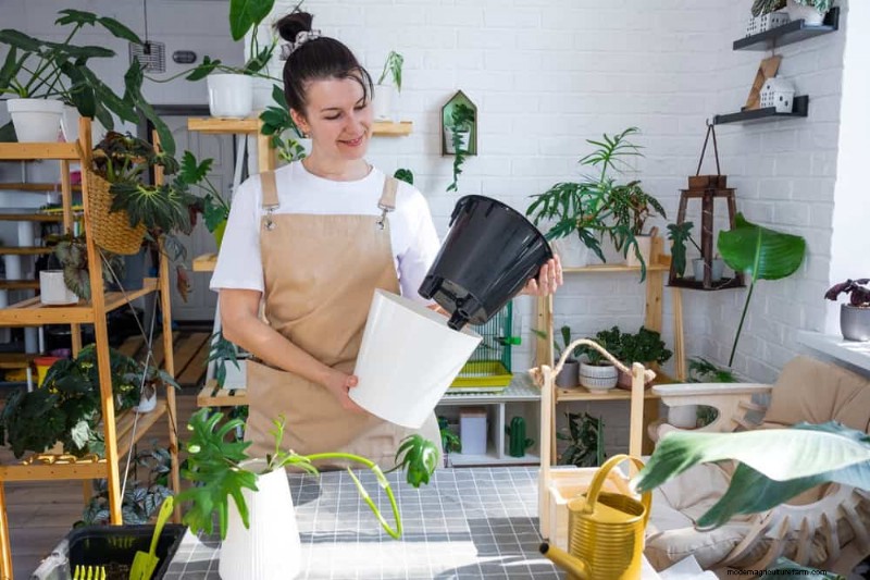 Versnel de groei van kamerplanten:20 bewezen tips voor snellere resultaten 