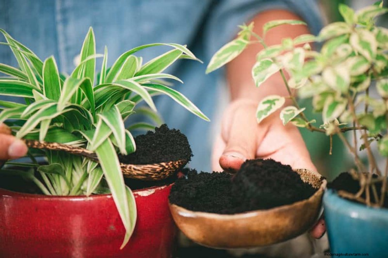 Versnel de groei van kamerplanten:20 bewezen tips voor snellere resultaten 