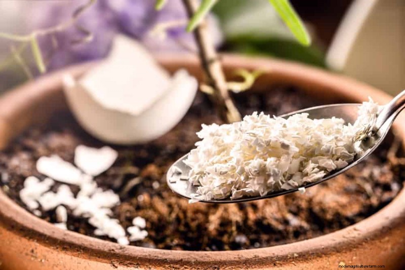 Versnel de groei van kamerplanten:20 bewezen tips voor snellere resultaten 