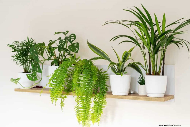 Versnel de groei van kamerplanten:20 bewezen tips voor snellere resultaten 