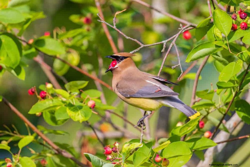 Vögel anlocken:23 beste Sträucher und Bäume als Nahrung und Unterschlupf 