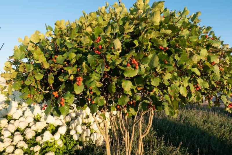 Vögel anlocken:23 beste Sträucher und Bäume als Nahrung und Unterschlupf 