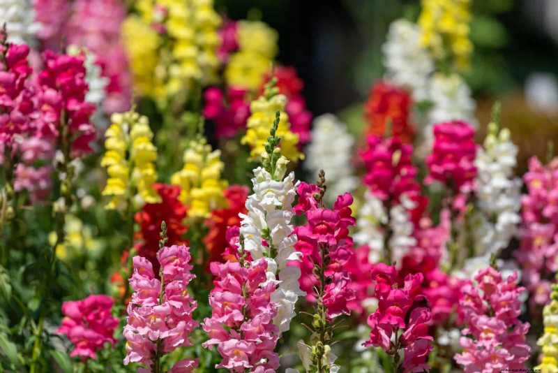 Berkebun Musim Semi Midwest:13 Tanaman Toleran Embun Beku untuk Penanaman di Bulan April 