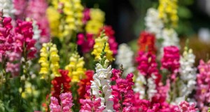 Midwest Spring Gardening:13 vorsttolerante planten voor planten in april 