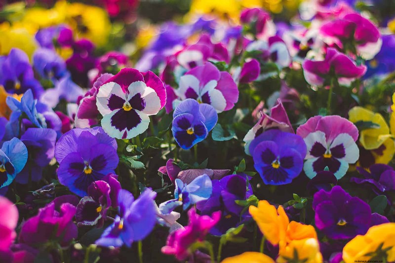 Berkebun Musim Semi Midwest:13 Tanaman Toleran Embun Beku untuk Penanaman di Bulan April 