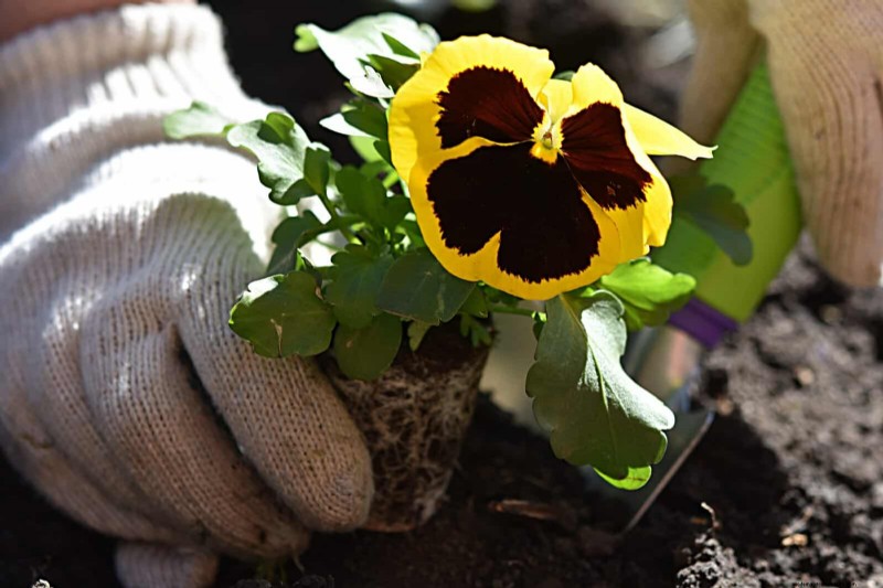 Berkebun Musim Semi Midwest:13 Tanaman Toleran Embun Beku untuk Penanaman di Bulan April 