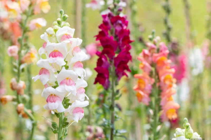 Berkebun Musim Semi Midwest:13 Tanaman Toleran Embun Beku untuk Penanaman di Bulan April 