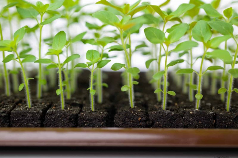 Berkebun Musim Semi Midwest:13 Tanaman Toleran Embun Beku untuk Penanaman di Bulan April 