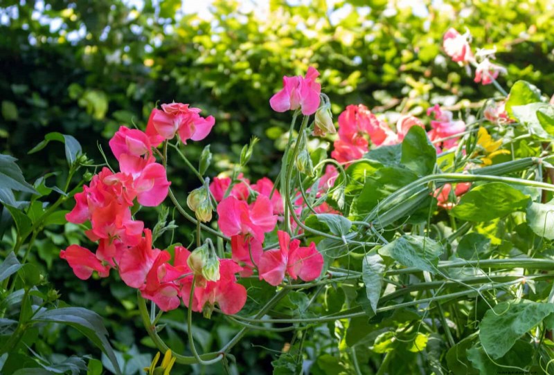 Berkebun Musim Semi Midwest:13 Tanaman Toleran Embun Beku untuk Penanaman di Bulan April 