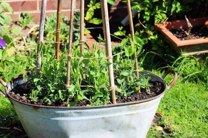 Berkebun Musim Semi Midwest:13 Tanaman Toleran Embun Beku untuk Penanaman di Bulan April 