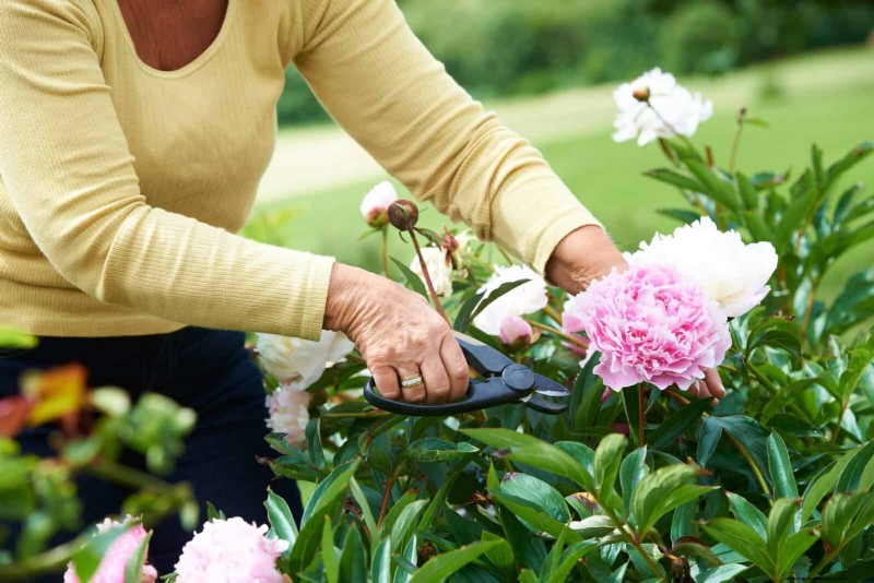 Berkebun Musim Semi Midwest:13 Tanaman Toleran Embun Beku untuk Penanaman di Bulan April 