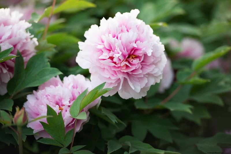 Berkebun Musim Semi Midwest:13 Tanaman Toleran Embun Beku untuk Penanaman di Bulan April 