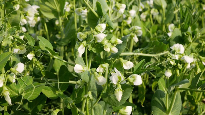 Berkebun Musim Semi Midwest:13 Tanaman Toleran Embun Beku untuk Penanaman di Bulan April 