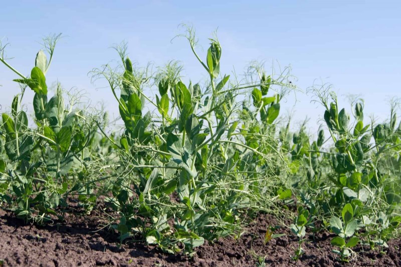 Berkebun Musim Semi Midwest:13 Tanaman Toleran Embun Beku untuk Penanaman di Bulan April 