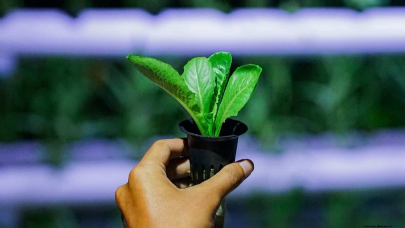 Berkebun Musim Semi Midwest:13 Tanaman Toleran Embun Beku untuk Penanaman di Bulan April 