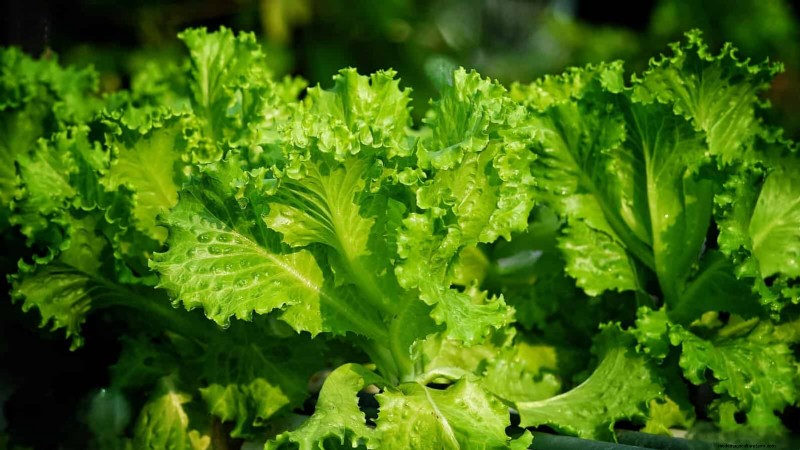 Berkebun Musim Semi Midwest:13 Tanaman Toleran Embun Beku untuk Penanaman di Bulan April 