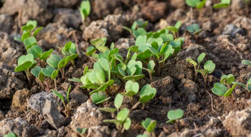 Berkebun Musim Semi Midwest:13 Tanaman Toleran Embun Beku untuk Penanaman di Bulan April 