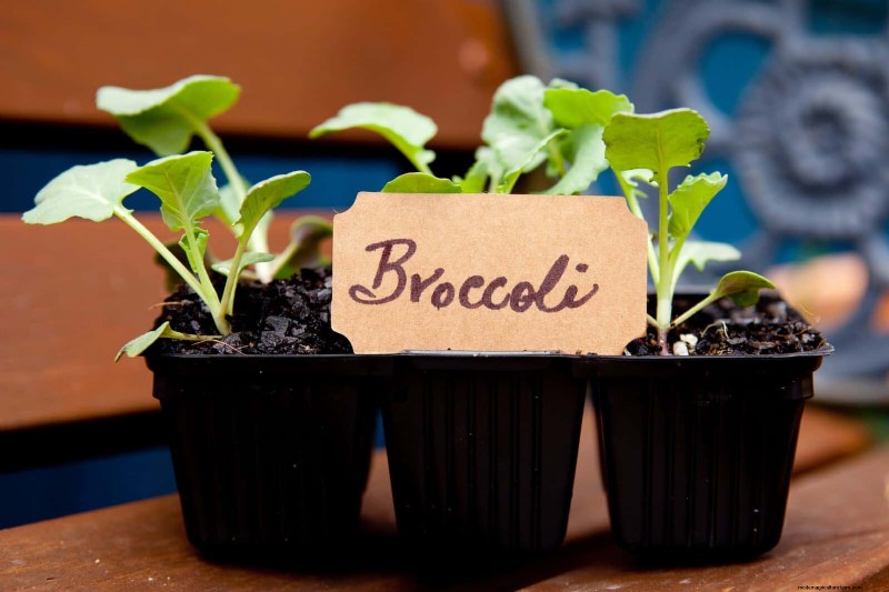 Berkebun Musim Semi Midwest:13 Tanaman Toleran Embun Beku untuk Penanaman di Bulan April 
