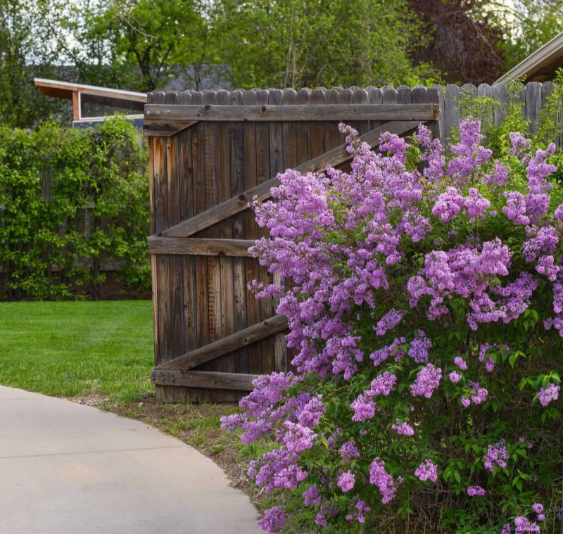 Berkebun Musim Semi Midwest:13 Tanaman Toleran Embun Beku untuk Penanaman di Bulan April 