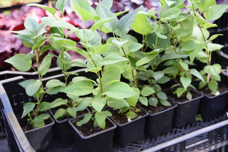 Berkebun Musim Semi Midwest:13 Tanaman Toleran Embun Beku untuk Penanaman di Bulan April 