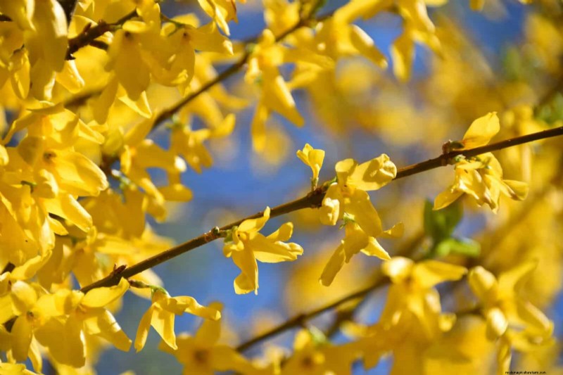 Berkebun Musim Semi Midwest:13 Tanaman Toleran Embun Beku untuk Penanaman di Bulan April 