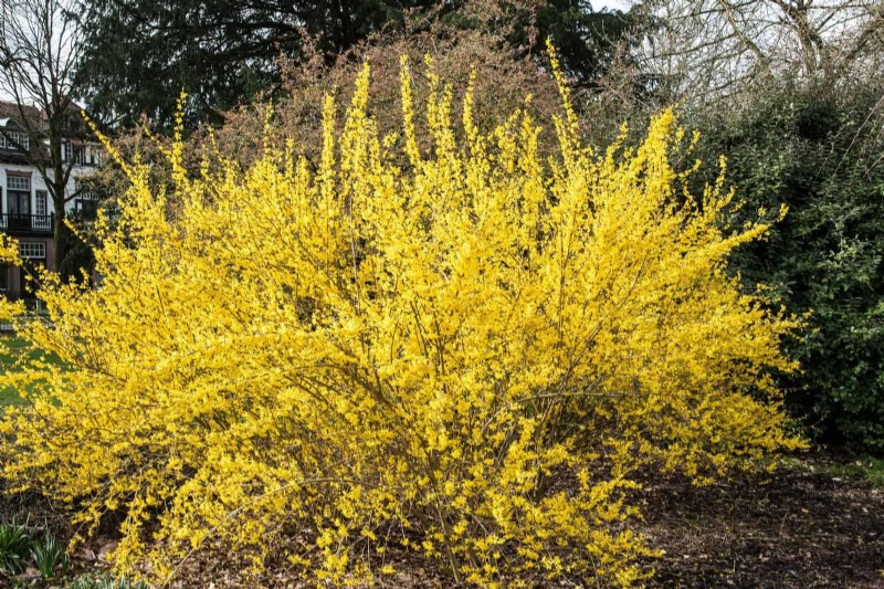 Berkebun Musim Semi Midwest:13 Tanaman Toleran Embun Beku untuk Penanaman di Bulan April 