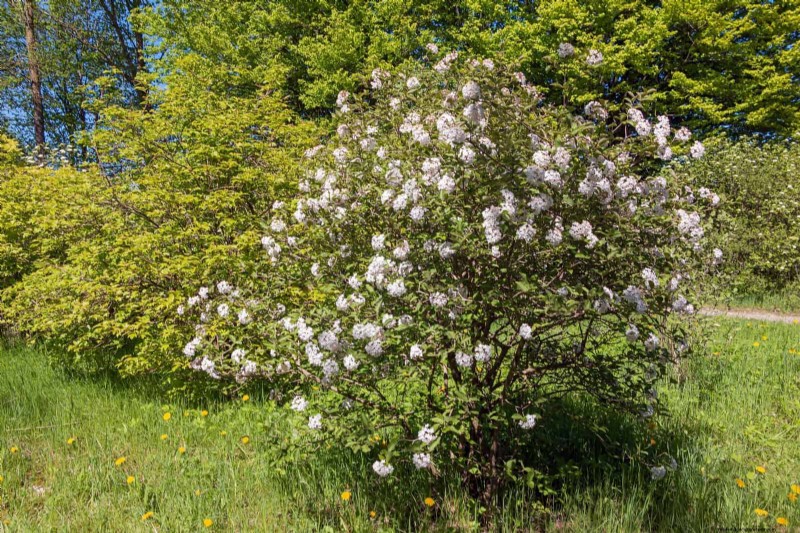 Berkebun Musim Semi Midwest:13 Tanaman Toleran Embun Beku untuk Penanaman di Bulan April 