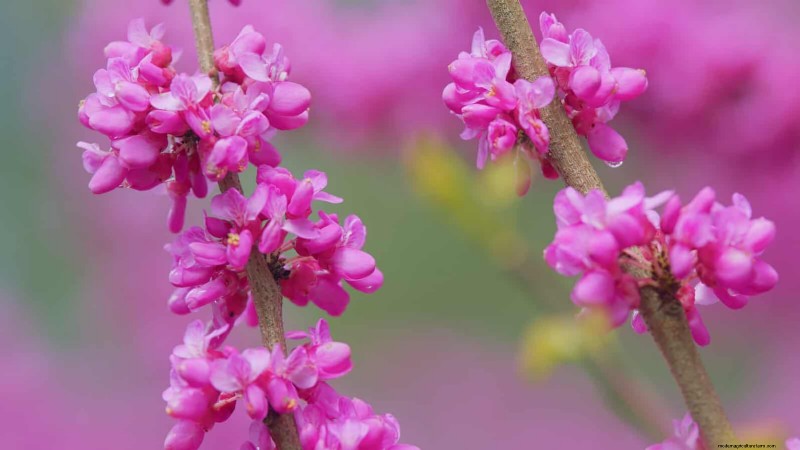 Berkebun Musim Semi Midwest:13 Tanaman Toleran Embun Beku untuk Penanaman di Bulan April 