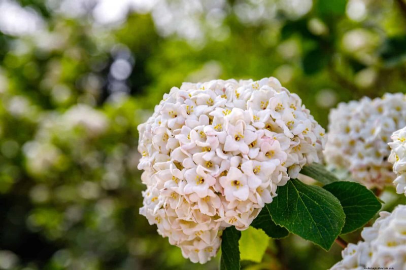 Berkebun Musim Semi Midwest:13 Tanaman Toleran Embun Beku untuk Penanaman di Bulan April 