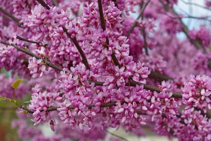 Berkebun Musim Semi Midwest:13 Tanaman Toleran Embun Beku untuk Penanaman di Bulan April 