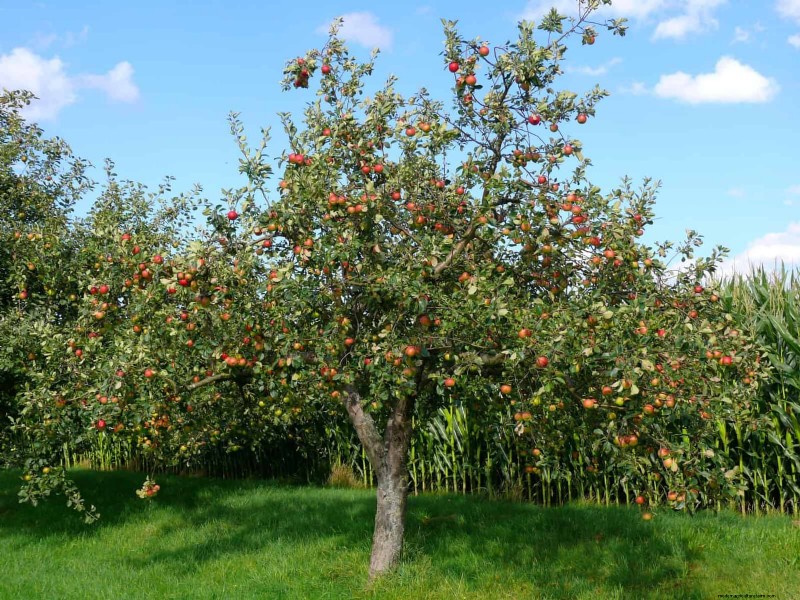Berkebun Musim Semi Midwest:13 Tanaman Toleran Embun Beku untuk Penanaman di Bulan April 