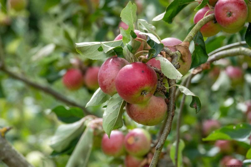 Berkebun Musim Semi Midwest:13 Tanaman Toleran Embun Beku untuk Penanaman di Bulan April 